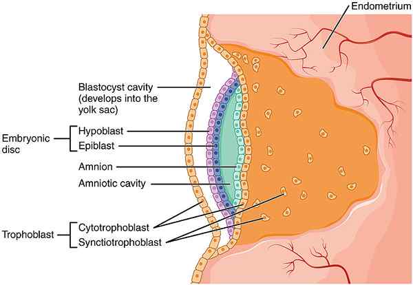 ¿Cuál es la diferencia entre el saco de la yema y el saco gestacional?