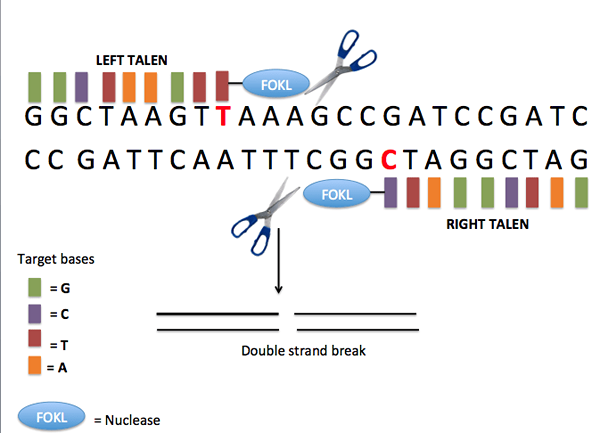 ¿Cuál es la diferencia entre ZFN Talen y CRISPR?