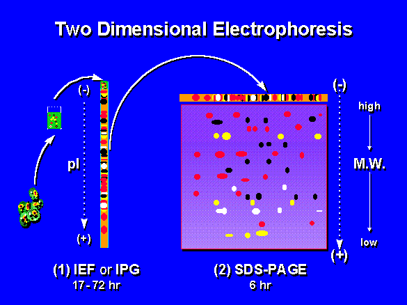 Perbedaan antara elektroforesis gel 1D dan 2D