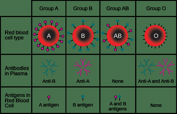Différence entre les antigènes A et B