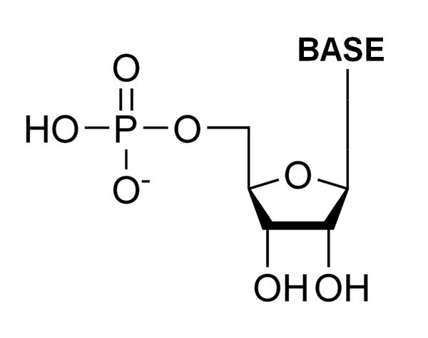 Différence entre un ribonucléotide et un désoxyribonucléotide