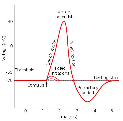 Différence entre la période réfractaire absolue et relative