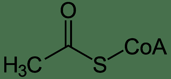 Différence entre l'acétyl CoA et l'acyl CoA