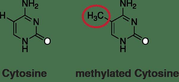 Différence entre l'acétylation et la méthylation