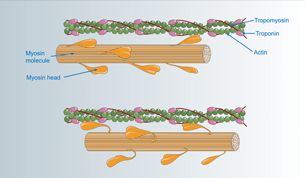 Différence entre l'actine et la myosine