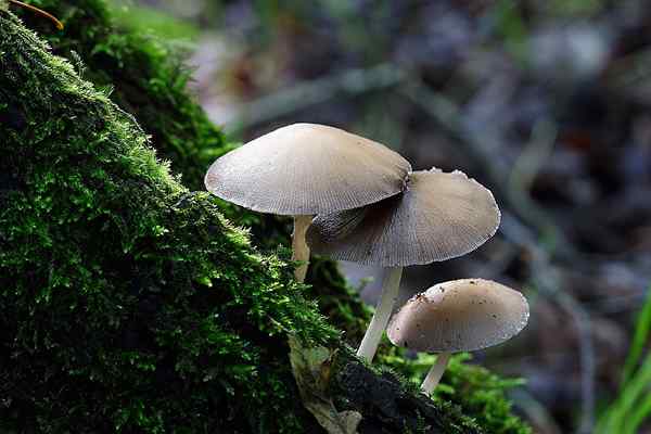 Unterschied zwischen Actinomyceten und Pilzen