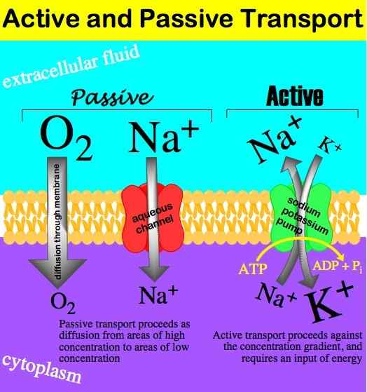 Différence entre le transport actif et le transport passif