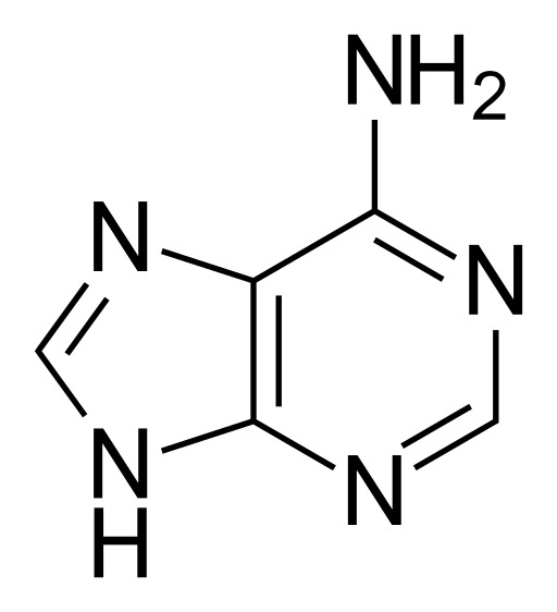 Unterschied zwischen Adenosin und Adenin