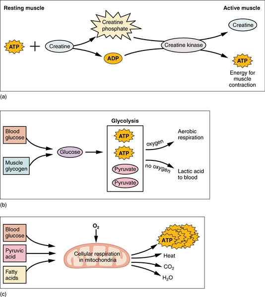 Différence entre les muscles aérobies et anaérobies