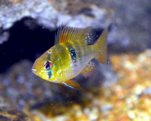 Perbedaan antara Cichlids Afrika dan Amerika Selatan