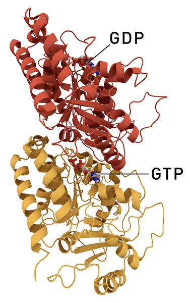 Perbedaan antara alpha dan beta tubulin