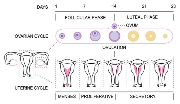 Perbezaan antara amenorrhea dan menopaus