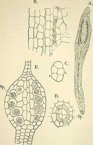 Unterschied zwischen Amphithecium und Endothecium