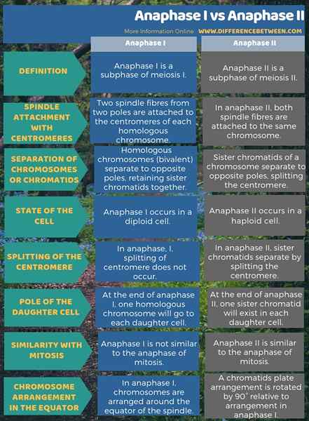 Diferencia entre la anafase I y la anafase II