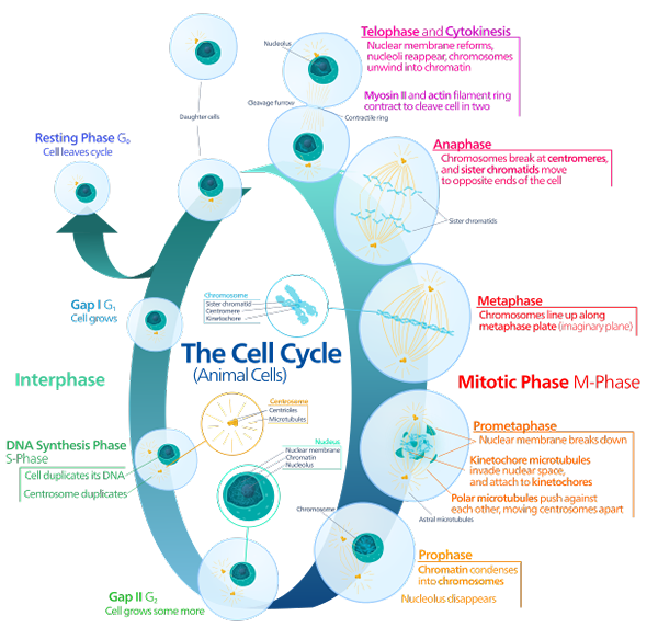 Perbezaan antara mitosis haiwan dan tumbuhan