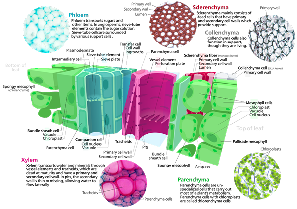 Perbezaan antara tisu haiwan dan tisu tumbuhan
