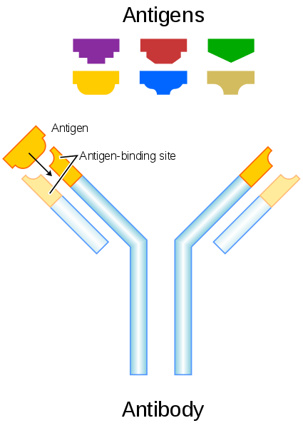 Perbedaan antara antigen dan antibodi