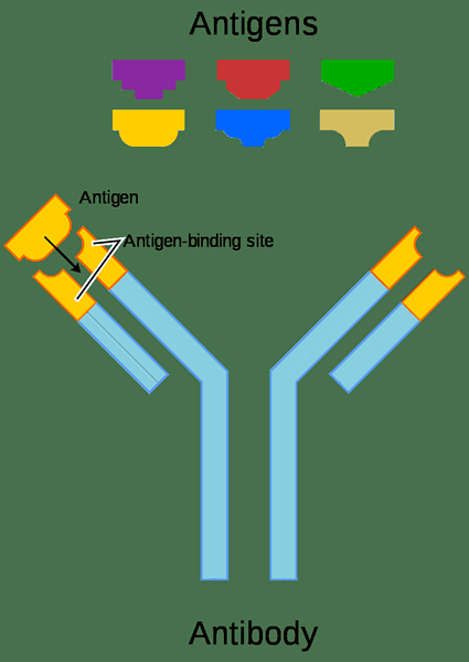 Diferencia entre antígeno y patógeno