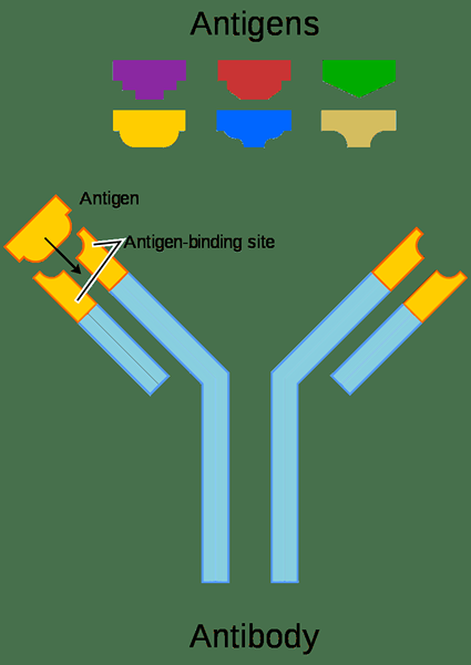 Différence entre antisérum et anticorps