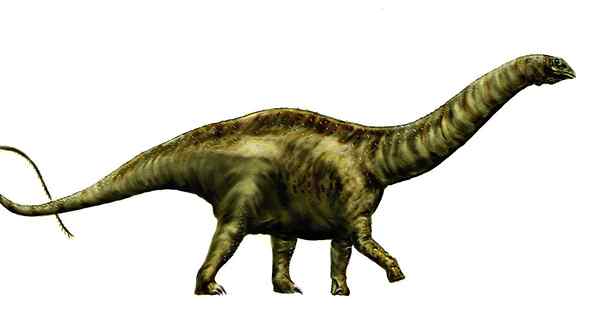 Différence entre Apatosaurus et Brachiosaurus