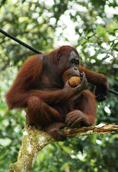 Différence entre les singes et l'homme