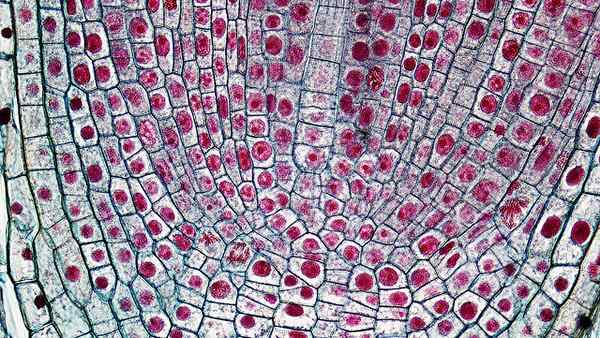 Perbedaan antara meristem intercalary dan lateral apikal