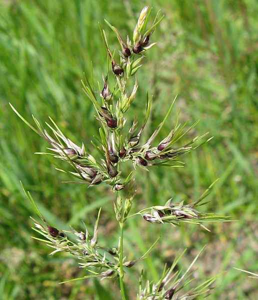 Perbezaan antara apomixis dan parthenogenesis