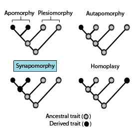 Unterschied zwischen Apomorphie und Plesiomorphie