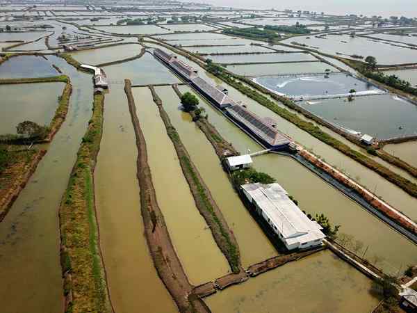 Différence entre l'aquaculture et la pisciculture