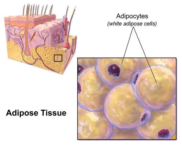 Diferencia entre el tejido areolar y adiposo