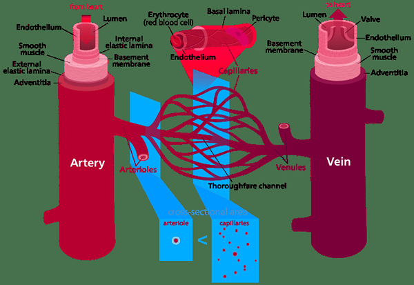 Différence entre les artères et les artérioles