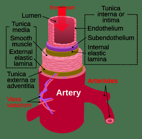 Diferencia entre la arteria y la vena