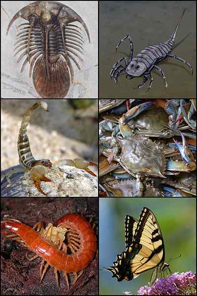 Différence entre les arthropodes et les annélides