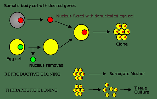 Perbezaan antara pemindahan nuklear sel embrio buatan dan somatik