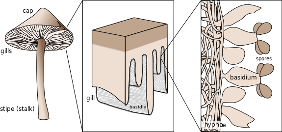 Différence entre l'Ascus et le basidium