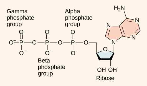 Diferencia entre ATP y NADPH