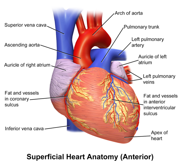 Perbezaan antara auricle dan atrium