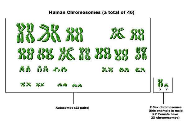 Diferencia entre autosomas y cromosomas