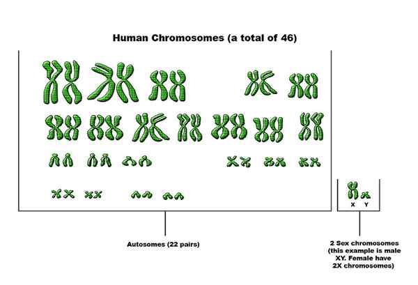 Différence entre les autosomes et les chromosomes sexuels