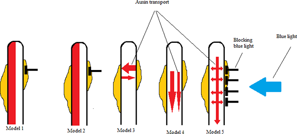 Unterschied zwischen Auxin und Cytokinin