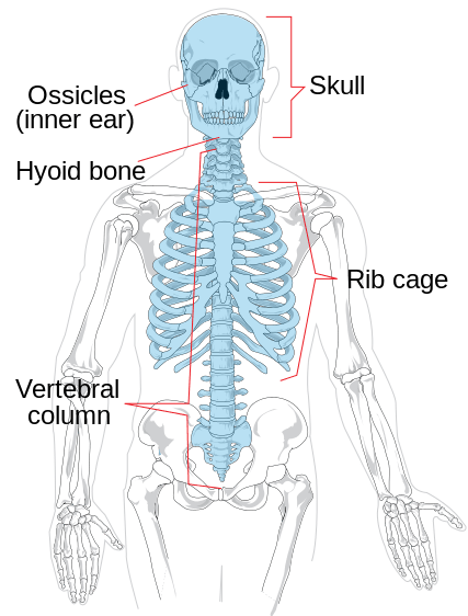 Diferencia entre axial y apendicular