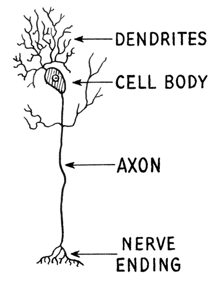 Diferencia entre axones y dendritas