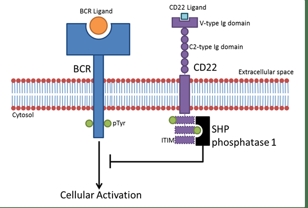 Diferencia entre el receptor de células B y el receptor de células T