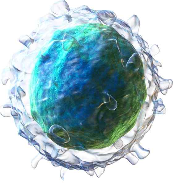 Différence entre les cellules B et les plasmocytes