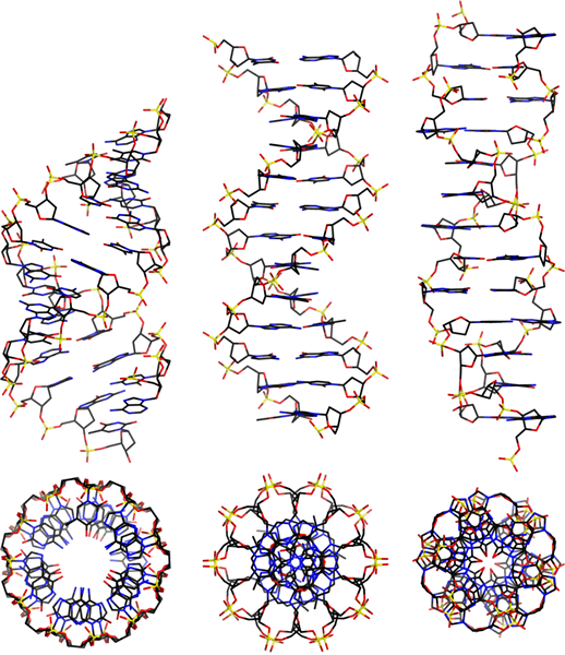 Différence entre l'ADN B et l'ADN Z