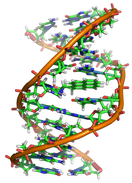 Différence entre la mutation du dos et la mutation du suppresseur