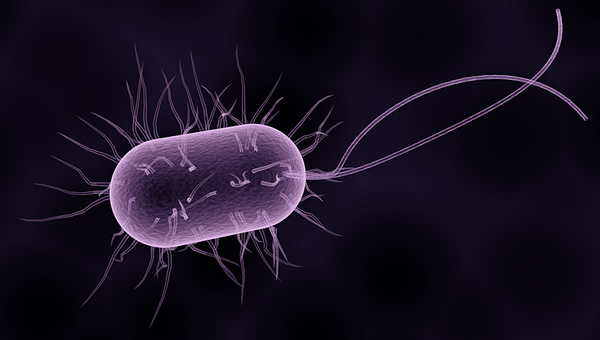 Unterschied zwischen Bakterien und Archaea