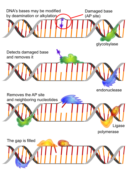 Differenz zwischen der Reparatur der Basis -Exzision und der Reparatur von Nucleotid -Exzision