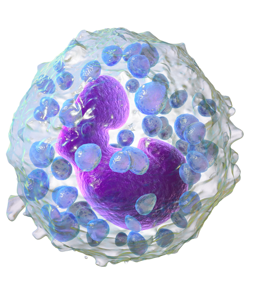 Unterschied zwischen Basophil und Eosinophil