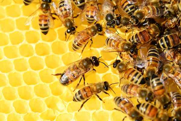 Perbedaan antara lebah dan lebah